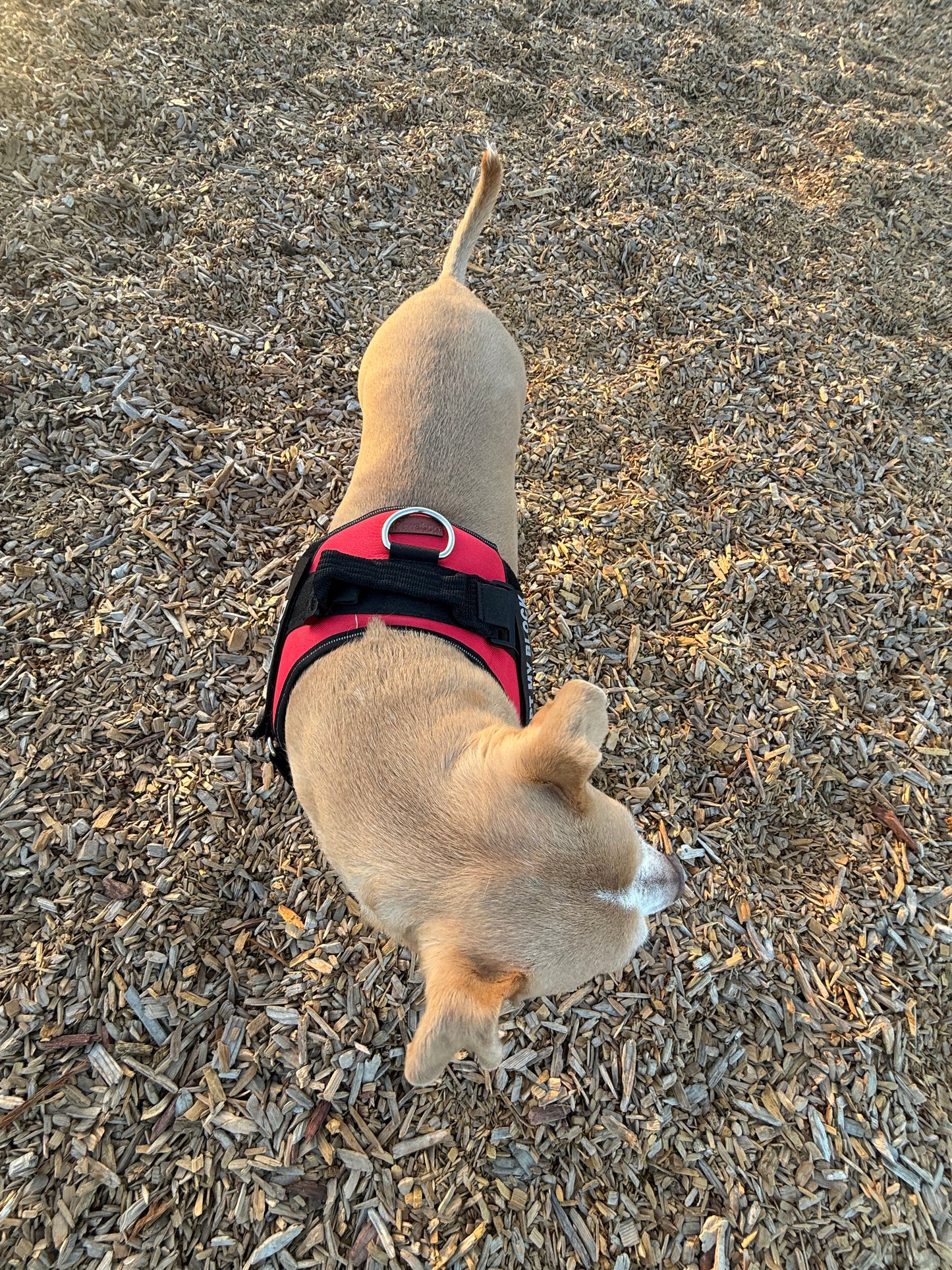 Training Harness