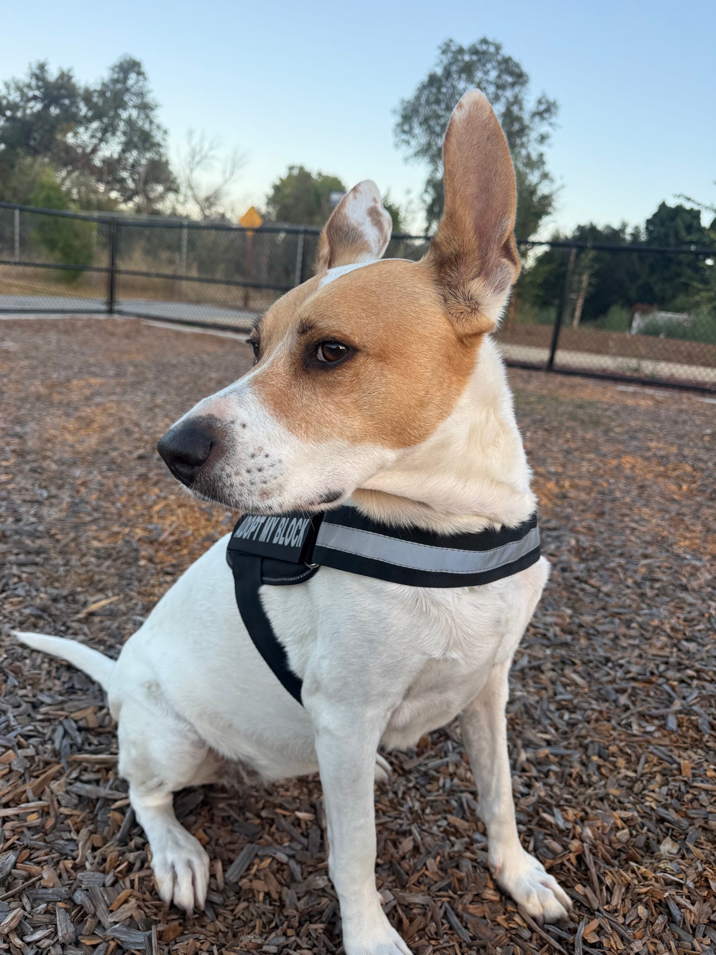 Training Harness