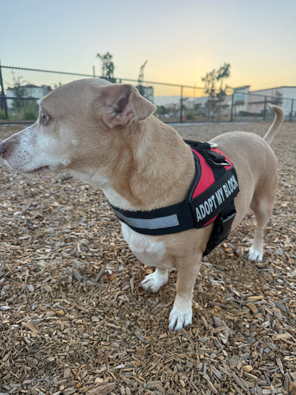 Training Harness