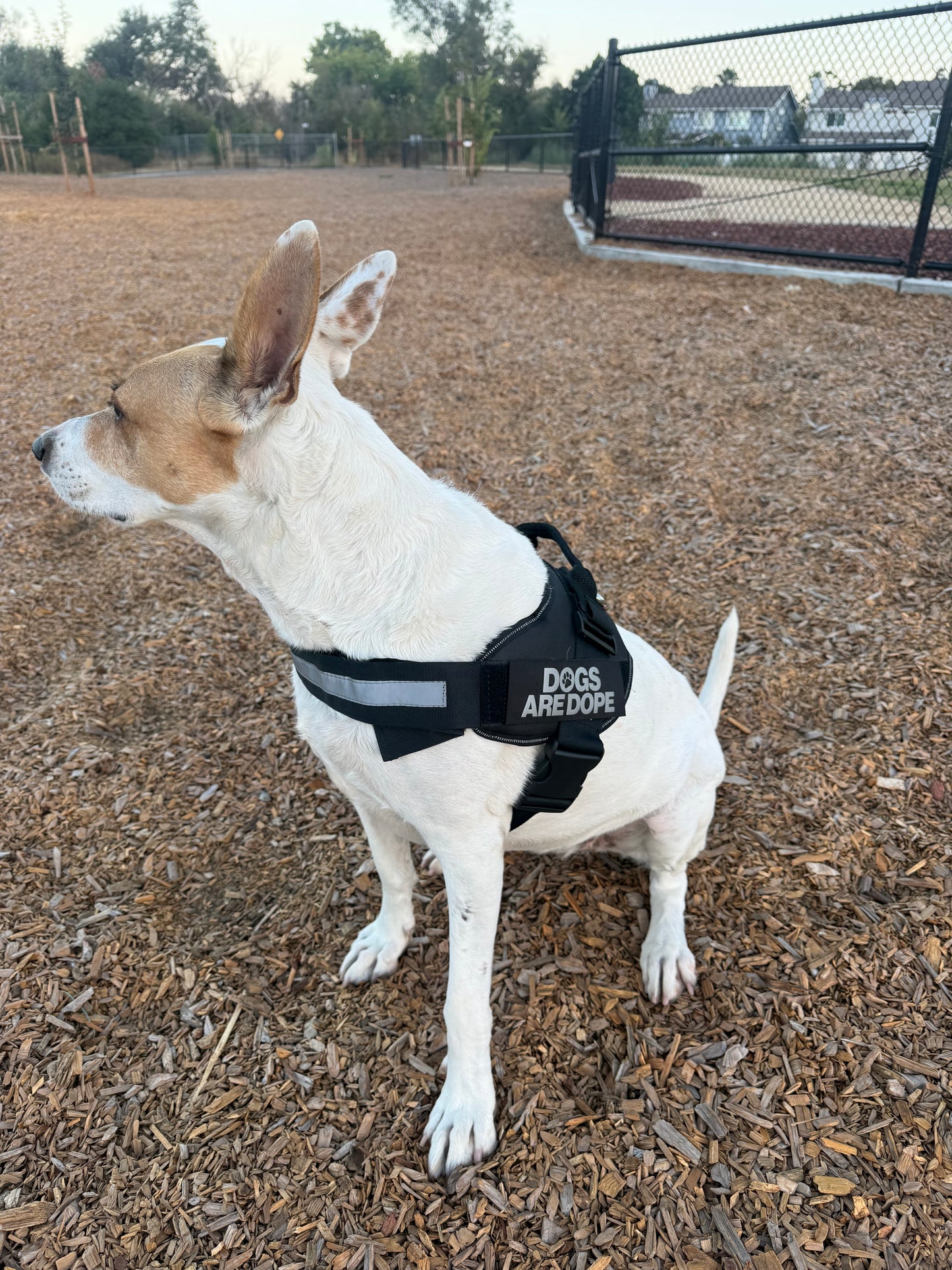 Training Harness